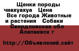 Щенки породы чиахуахуа › Цена ­ 12 000 - Все города Животные и растения » Собаки   . Свердловская обл.,Алапаевск г.